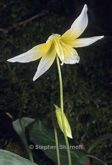 erythronium multiscapideum 1 graphic